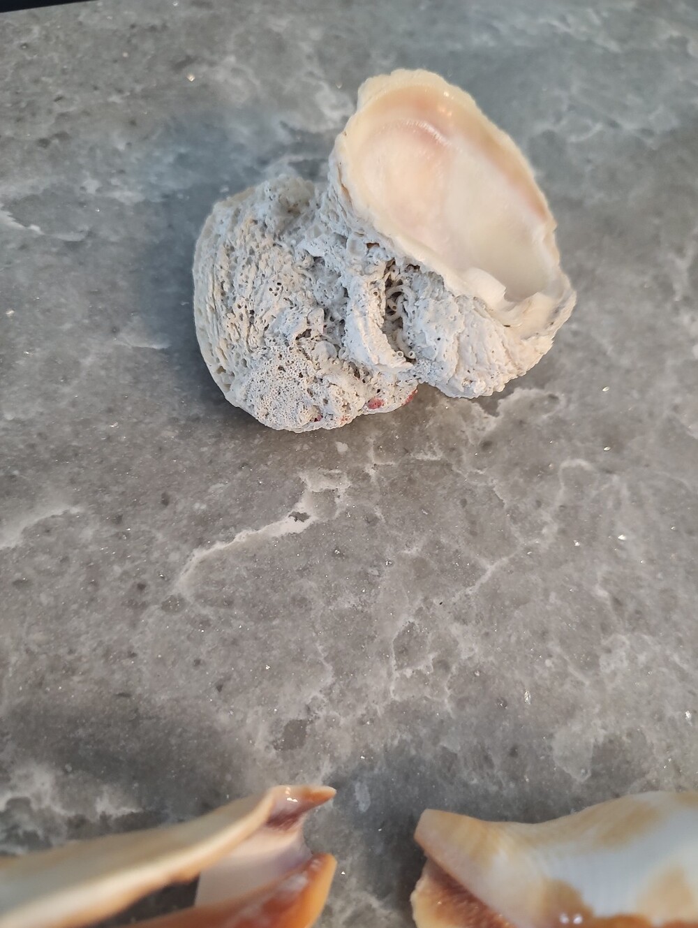 Unique Shells about 15 - Picture 9 of 11